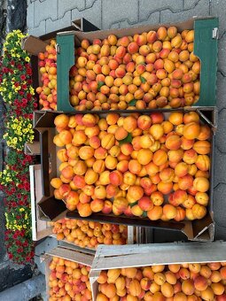🍑 🍑ČERSTVÉ SLADKÉ MERUŇKY – PRÁVĚ DOČESANÉ🍑🍑 - 2