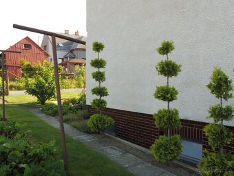 TOPIARY túje, tůje - 2