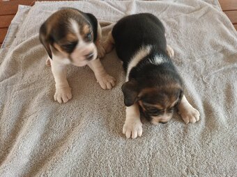 Bígl Beagle Bigel Bigl šteniatka - 2