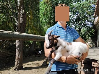 Holandská zakrslá kůzlata - prodej/výměna - 2