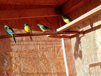 Neoféma tyrkysová přírodní - 2