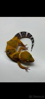 Gekončík noční Tangerine 1.3 - 2