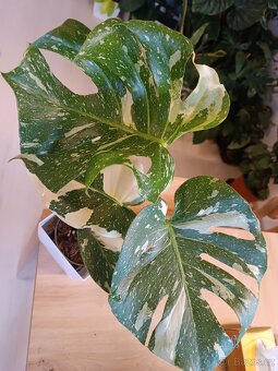 Monstrera Thai Constellation 1 - 2