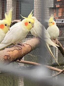 Korela chocholatá - 2