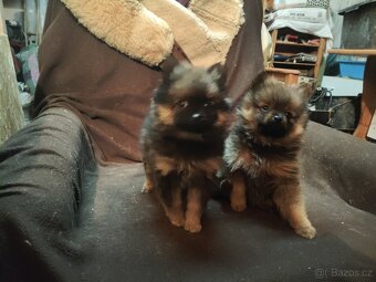 Predaj šteniatok - 2