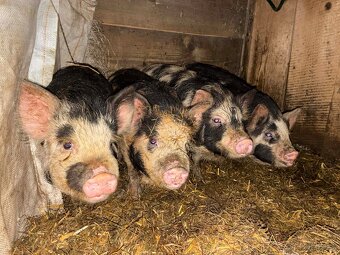 Kune kune selata - 2