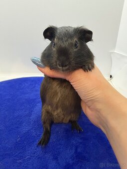 Morče hladke sameček tan blue - 2