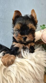 Jorkšírský terier, štěňátka s PP FCI - 2