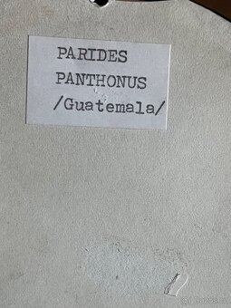 Motýl v rámečku - Parides Panthonus Guatemala - 2