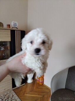 Maltezský psík - 2