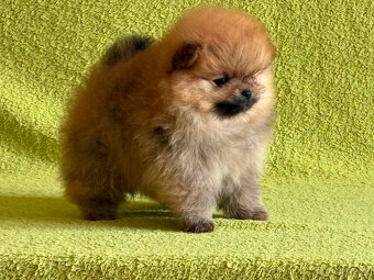 Pomeranian - 2
