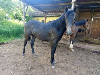 Pony ČSP - 2