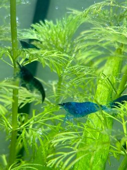 Přebytek Neocaridina Blue Dream - 2