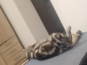 Kocour whiskas - 2