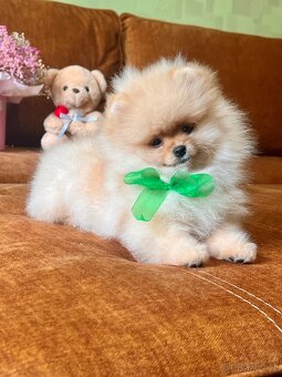 Štěňátka Pomeranian - 2