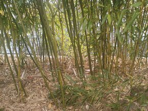 Bambus poslední velký trs, Phyllostachys bissetii, Praha 9 - 2