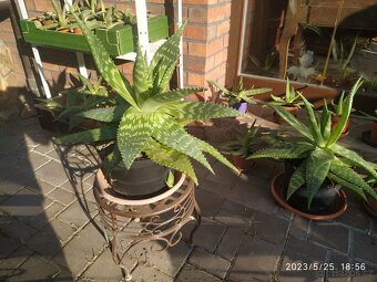 Aloe vera různé velikosti od 30 Kč, Kladno - 2