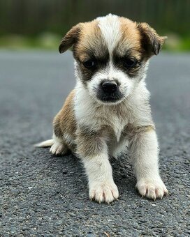 Jack russel a jezevčik kříženci - 2