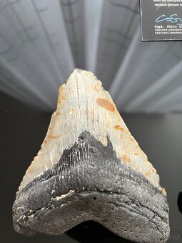 Megalodon - 2