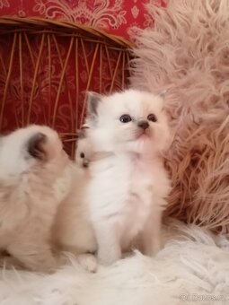 Ragdoll - 2