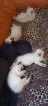 Ragdoll koťata - 2