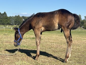 Letošní APH hřebeček - 2