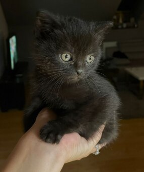 Daruji kočičího kluka - 2