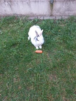 Daruji polozakrslého králíka - 2