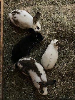 Králíci na dokrmení - 2