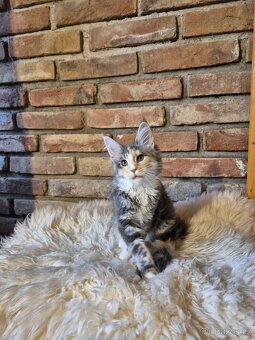 Prodám koťátka mainské mývalí s PP - 2