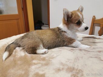 Welsh corgi pembroke - štěně prodej - 2