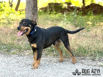 Dobrák Mayo hledá domov - 2