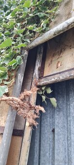 Vrata na foliák, foliovník - 2