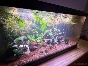 Endlerka, piskořka - 2