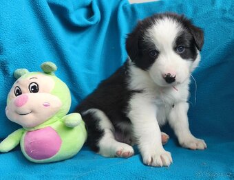 Border kolie štěňata - 2