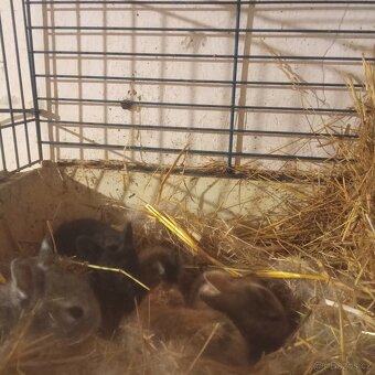 Zádam rex miminka - 2