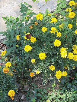 Semínka afrikánů/aksamitníků - 2