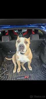 American Bully XL 3 roky - 2