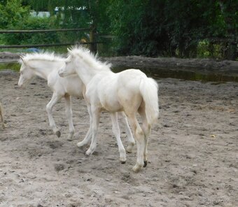 Dva pony hřebečci - 2