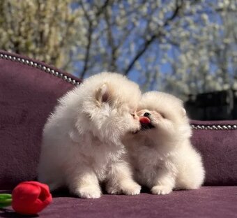 Pomeranian - 2