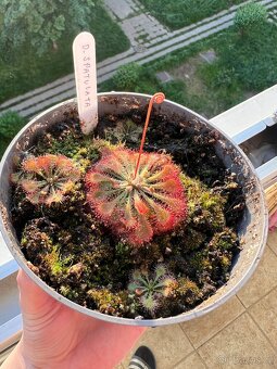 Masožravá rostliny - rosnatka (drosera spatulata) - 2