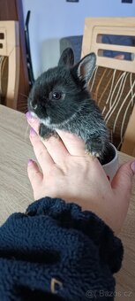 Zakrslý králík bílopesíkatý černý (samička, sameček) - 2