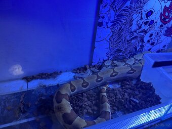 Hroznýš Královský - Boa Constrictor - 2