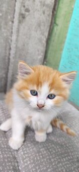 Prodám ragdoll kotě - 2
