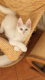 Turecká angora - koťátka s PP - 2