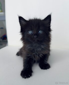 Mainská mývalí - 2