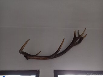 Věšák z paroží a další - 2