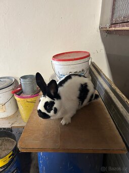 Český Strakáč - chovná samice, samci - 2