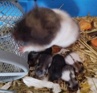 Křeček syrský - 2