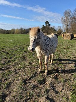 Kobylka - mini horse - 2